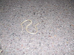 Hypsiglena chlorophaea