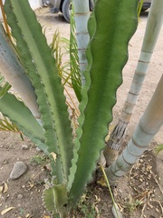 Selenicereus ocamponis