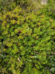 Sedum praealtum
