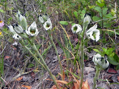 Chloraea bletioides