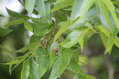 Celtis laevigata