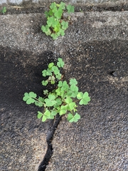 Oxalis