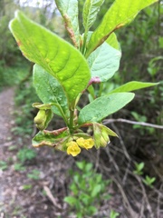 Lonicera involucrata involucrata