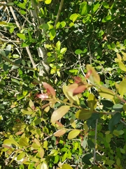 Ilex vomitoria image