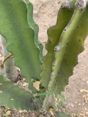 Selenicereus ocamponis