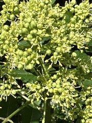 Zanthoxylum clava-herculis