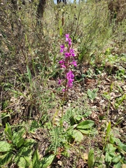 Orchis mascula laxifloriformis