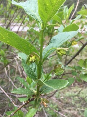 Lonicera involucrata involucrata