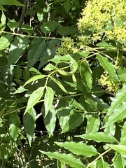 Zanthoxylum clava-herculis