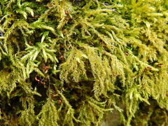 Brachythecium rutabulum