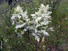 Chloraea lechleri
