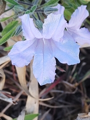 Ruellia incompta