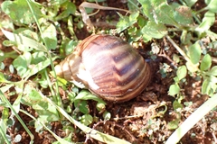 Lissachatina immaculata