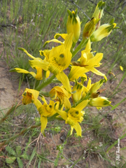 Chloraea lechleri