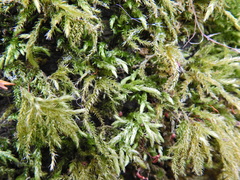 Brachythecium rutabulum