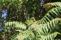 Ailanthus altissima