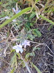 Ruellia incompta