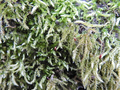 Brachythecium rutabulum