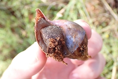 Lissachatina immaculata