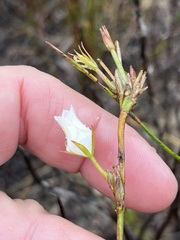 Prismatocarpus brevilobus