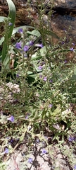 Stemodia durantifolia