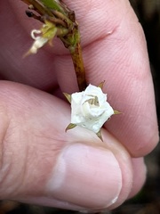 Prismatocarpus brevilobus