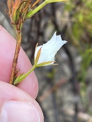 Prismatocarpus brevilobus