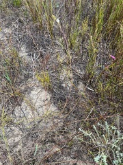 Prismatocarpus brevilobus