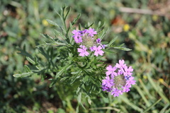 Glandularia bipinnatifida