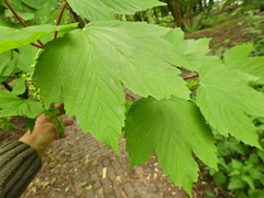 Acer pseudoplatanus
