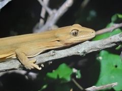Toropuku stephensi