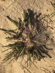 Polygala cyparissias