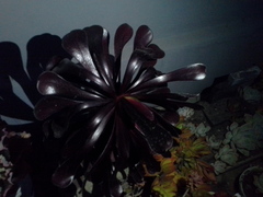 Aeonium arboreum arboreum