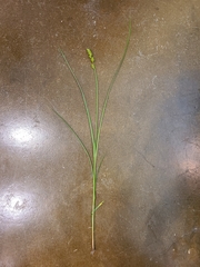 Carex laevivaginata