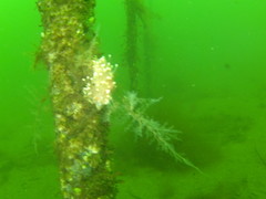 Facelina bostoniensis