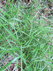 Muhlenbergia utilis