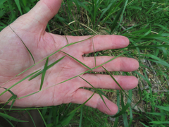 Muhlenbergia utilis