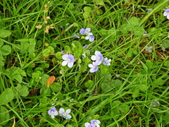 Veronica filiformis