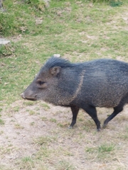 Pecari