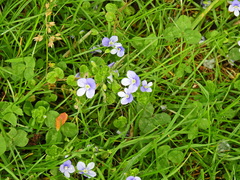 Veronica filiformis