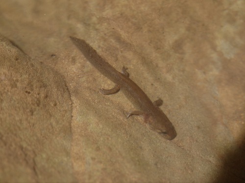 California Giant Salamander