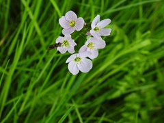 Cardamine pratensis