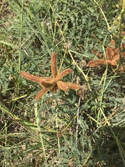 Mimosa hystricina