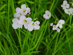 Cardamine pratensis