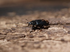 Platycerus oregonensis