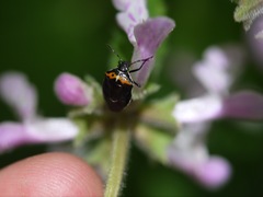 Cosmopepla conspicillaris