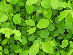 Symphoricarpos albus