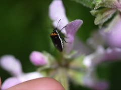 Cosmopepla conspicillaris