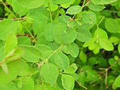 Symphoricarpos albus