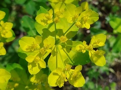 Euphorbia epithymoides